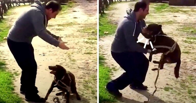 Dog Didn’t Recognize Her Dad After Being Lost For 3 Years, Then Dad Crouched