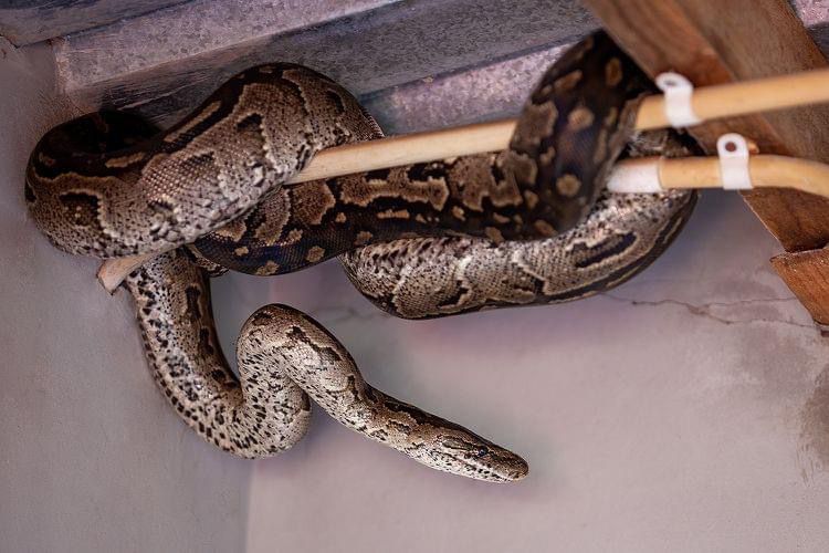 ‘Shockingly Big’ Snakes Found in a New Home’s Walls by a Colorado Woman “I’m deathly afraid,”