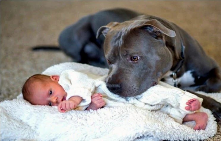 Dog Refuses To Let Baby Sleep Alone – When Parents Find Out Why They Call The Police