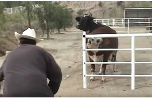 Cow cries constantly for missing baby, then looks through the fence and loses control