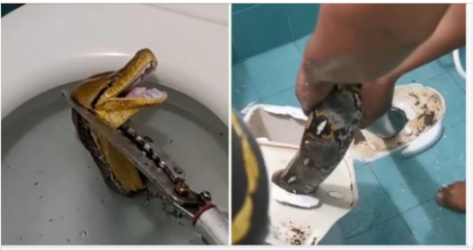 Massive 12-foot python slithers through toilet, startled homeowner