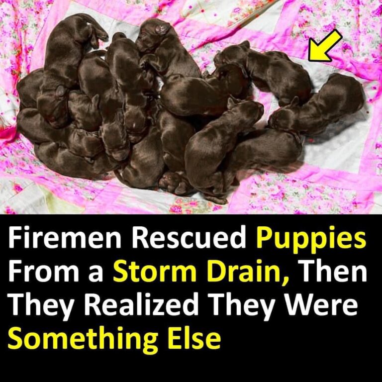 Firemen Rescued Puppies From a Storm Drain, Then They Realized They Were Something Else