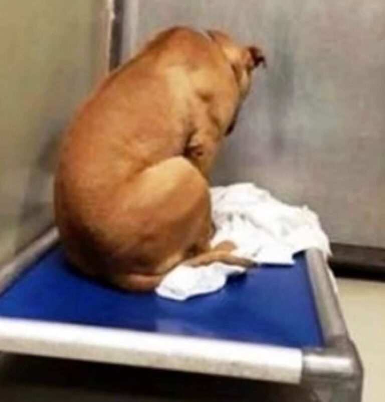 Dog Is Broken After His Adoption Falls Through, So He Stares At A Wall All Day, Then Something Happened