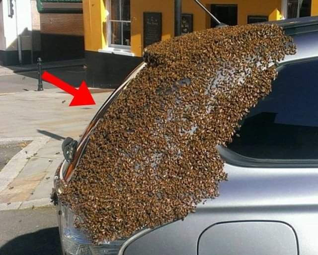 She parked her car one day to do some shopping, but when she returned, she saw that hundreds of unwanted guests had attacked her car.