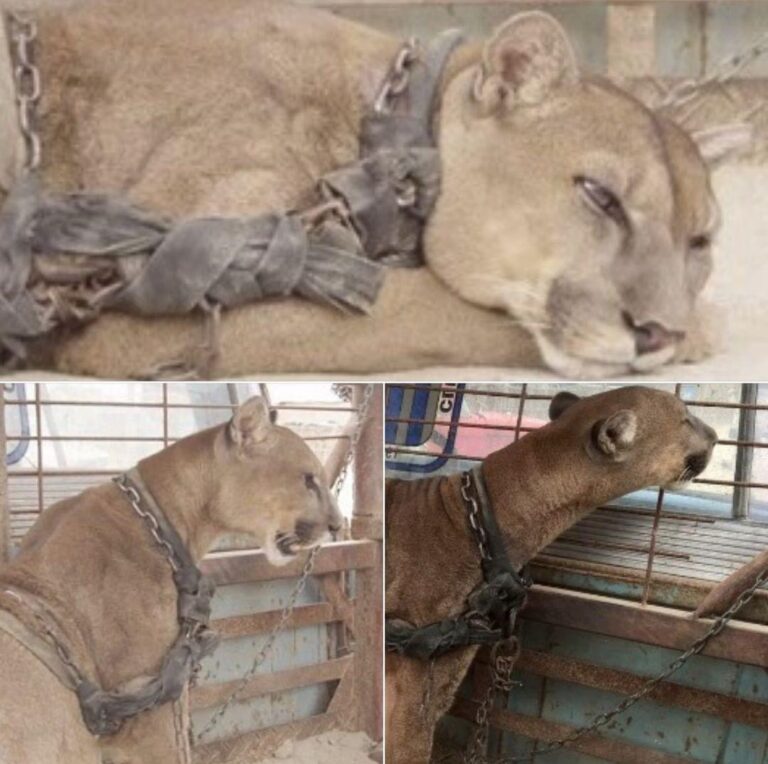 Circus Lion was locked up for 20 long years, now watch his reaction when he’s released