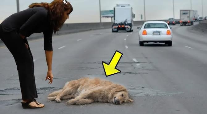 A Pregnant Dog Suddenly Got Hit By a Car, But No One Expected What Happened Next