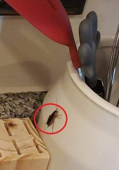 My 5-year-old found this in the kitchen; she was so scared. We’re not sure if it’s something bad. I found another one in our rice bag. What do you think