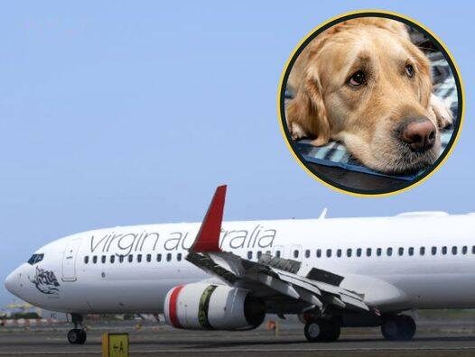 Airline Will Allow Dogs And Cats In The Cabins