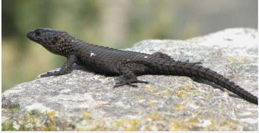 A Young Girl Thought She Found A Lizard- When Vet Sees It, He Couldn’t Believe His Eyes