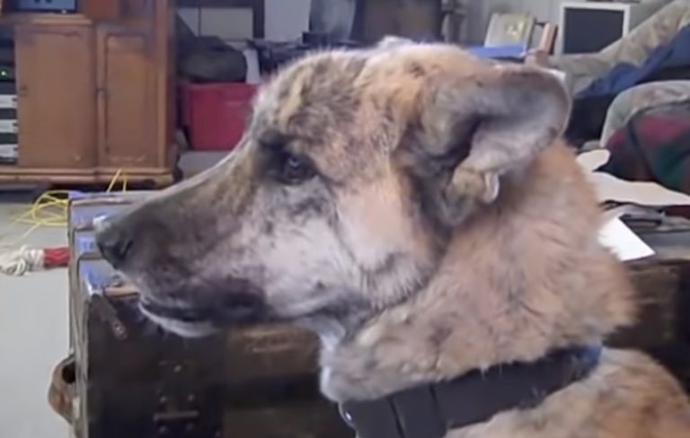 Owner tells Dog that he Ate all the Food, Turn Up The Volume — We Still Can’t Stop Laughing